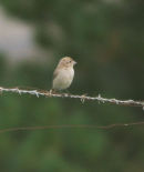ISABELLINE SHRIKE